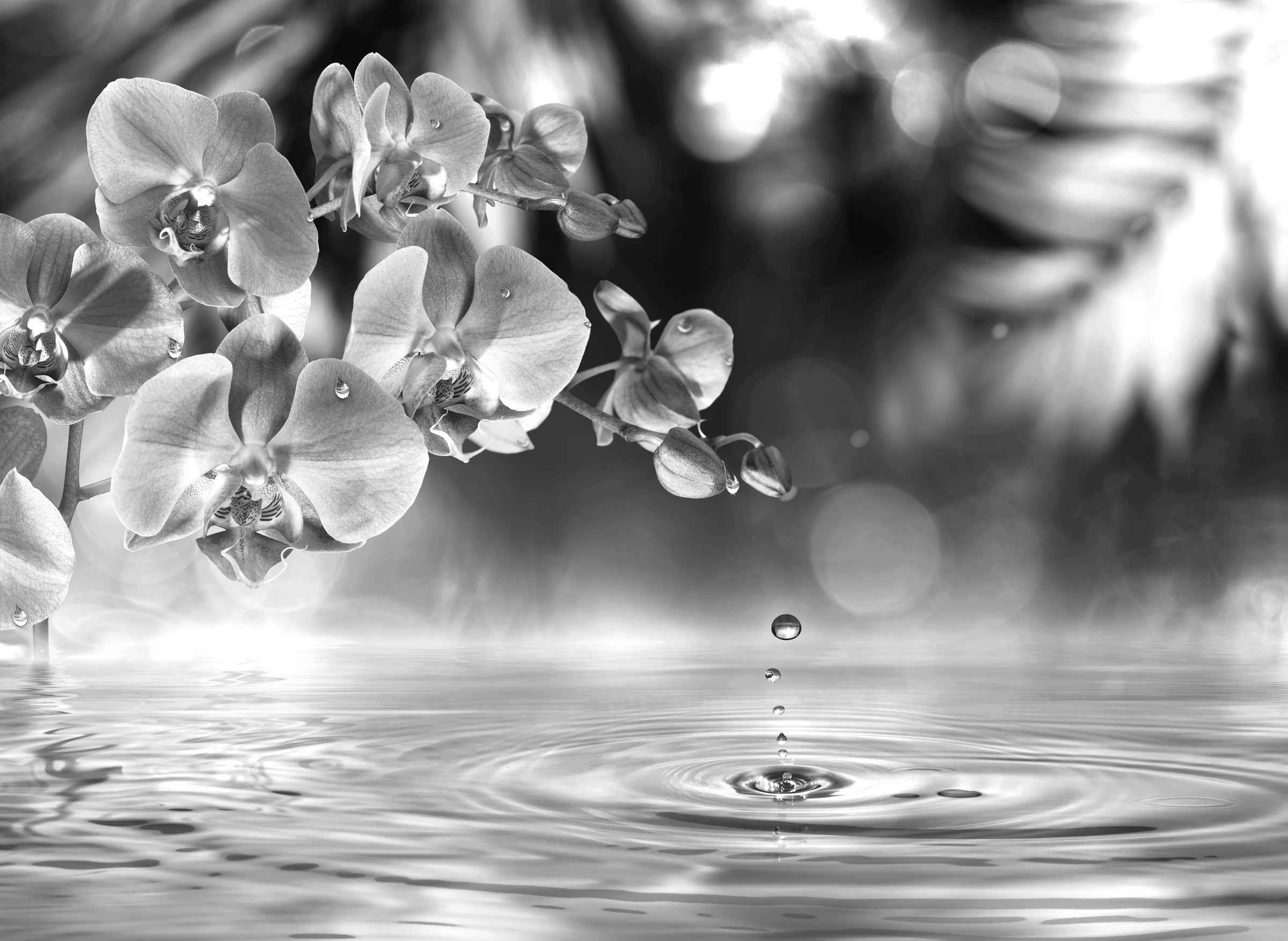 Papermoon Fototapete "Blume Schwarz & Weiß" günstig online kaufen