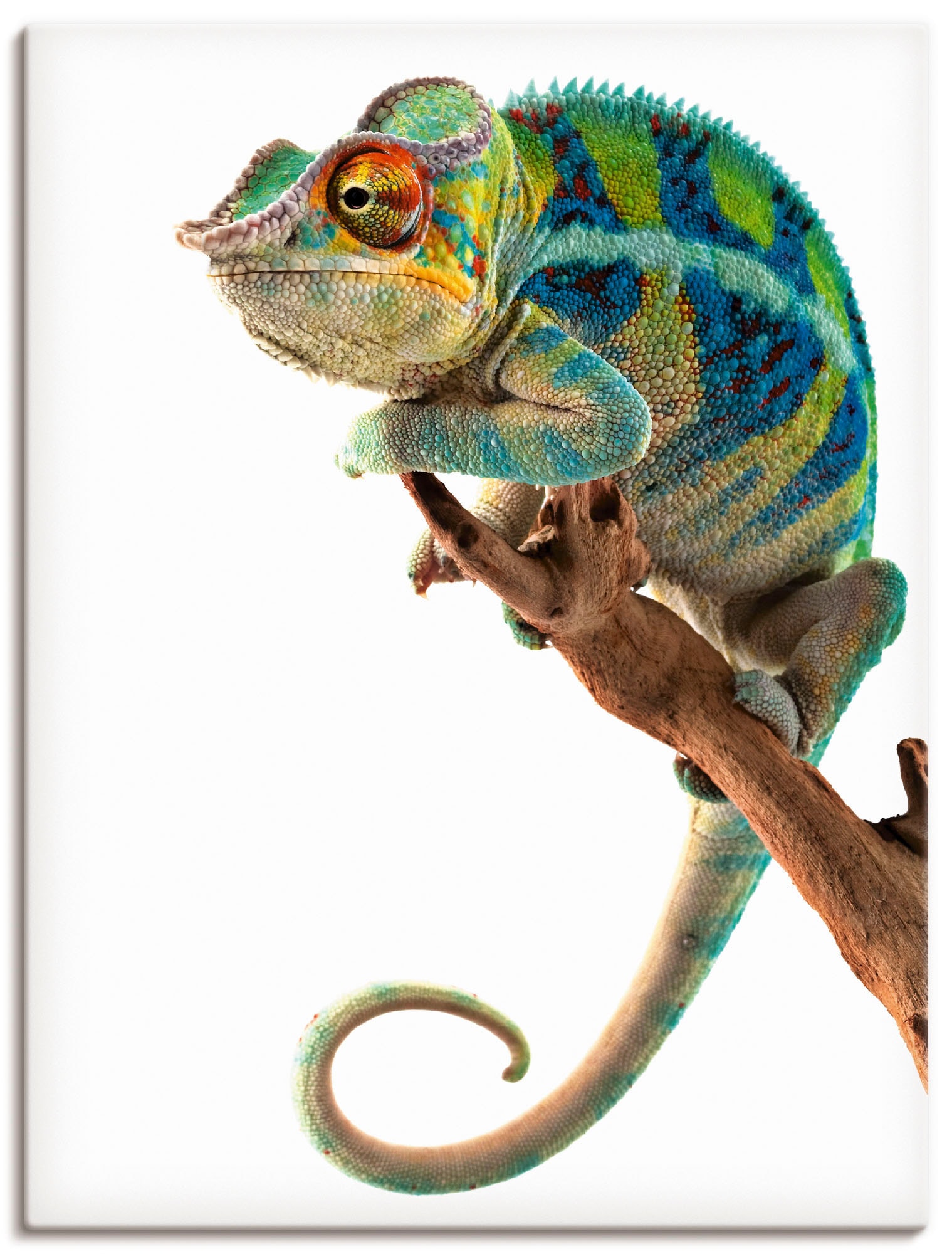 Artland Wandbild "Ambanja Panther Chamäleon" Reptilien 1 Stk. tlg. als Lein günstig online kaufen