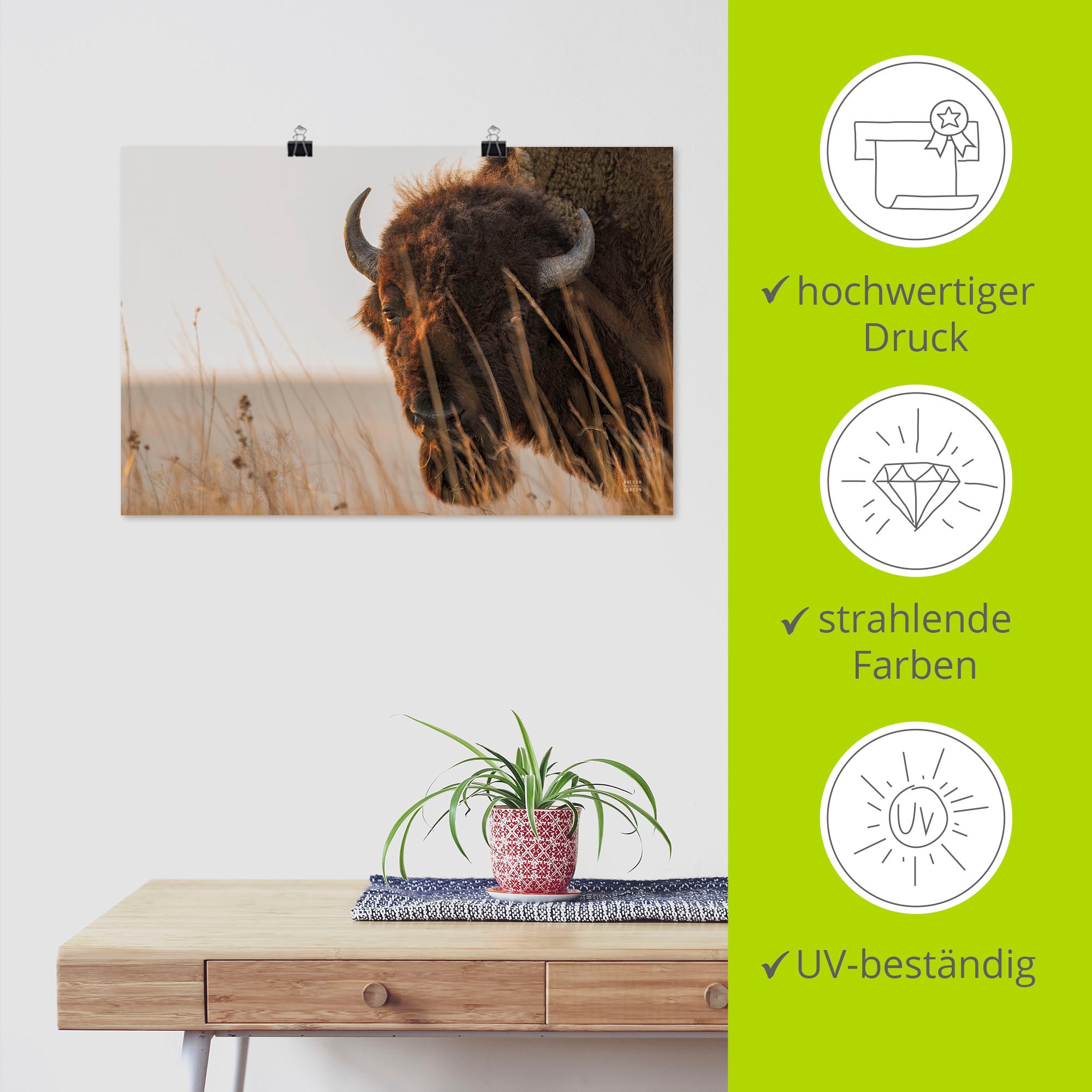Artland Wandbild »Bison Sunset« Wildtiere 1 Stk. tlg. als Alubild, Leinwandbild, Poster, Wandaufkleber in verschied. Größen