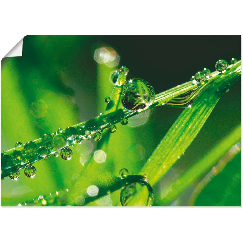 Artland Poster »Wassertropfen auf Gras«, Gräser, (1 St.)