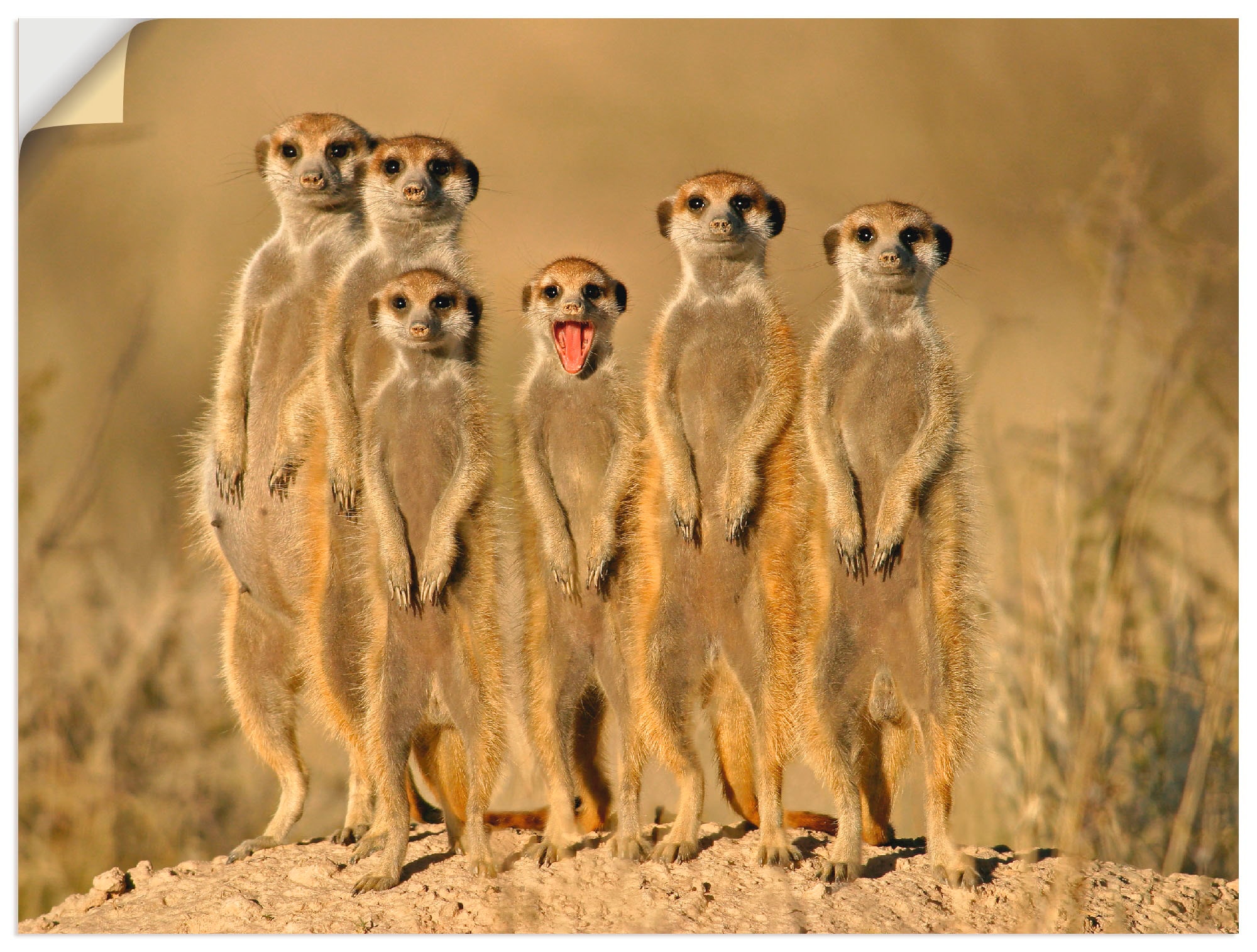 Artland Wandbild »Erdmännchen Familie«, Wildtiere, (1 St.), als Alubild, Outdoorbild, Leinwandbild, Poster, Wandaufkleber