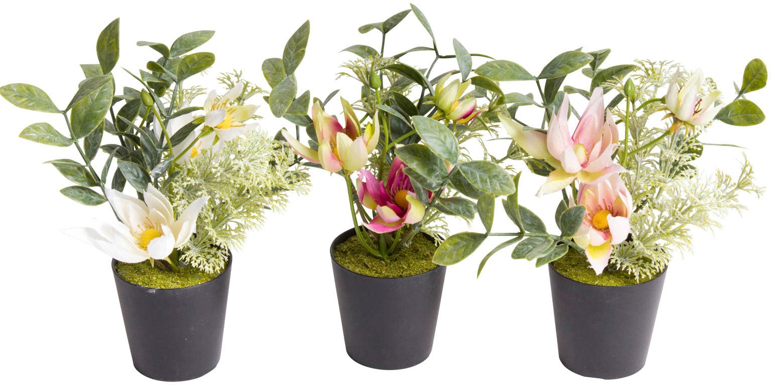 Botanic-Haus Künstliche Zimmerpflanze "Christrosen-Arrangement im schwarzen günstig online kaufen