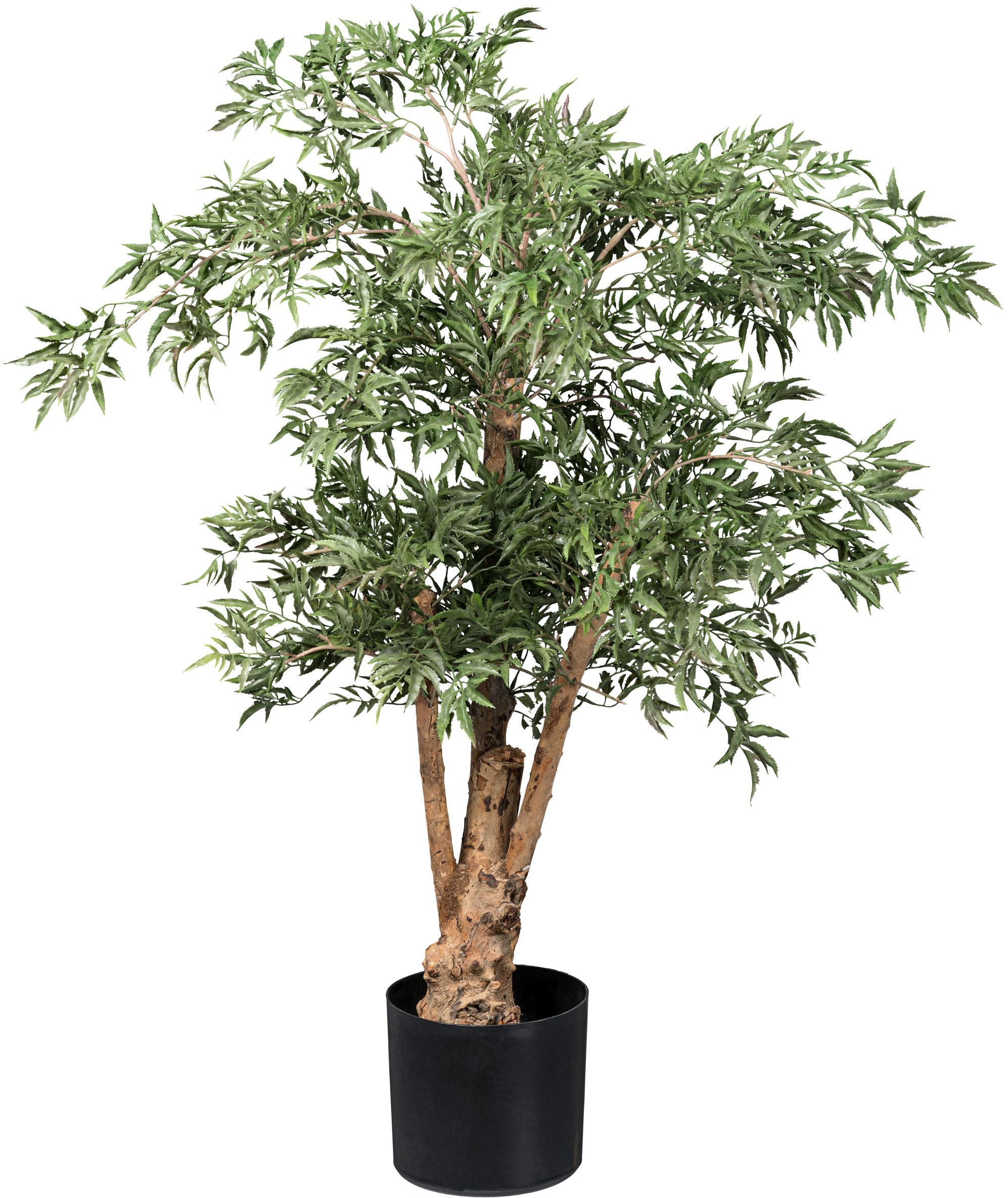 Kunstbaum »Aralia Ming Polyscias«, mit Naturstamm