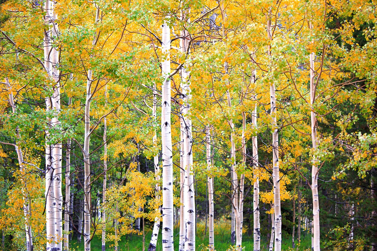 Papermoon Fototapete "Herbst Birkenwald"