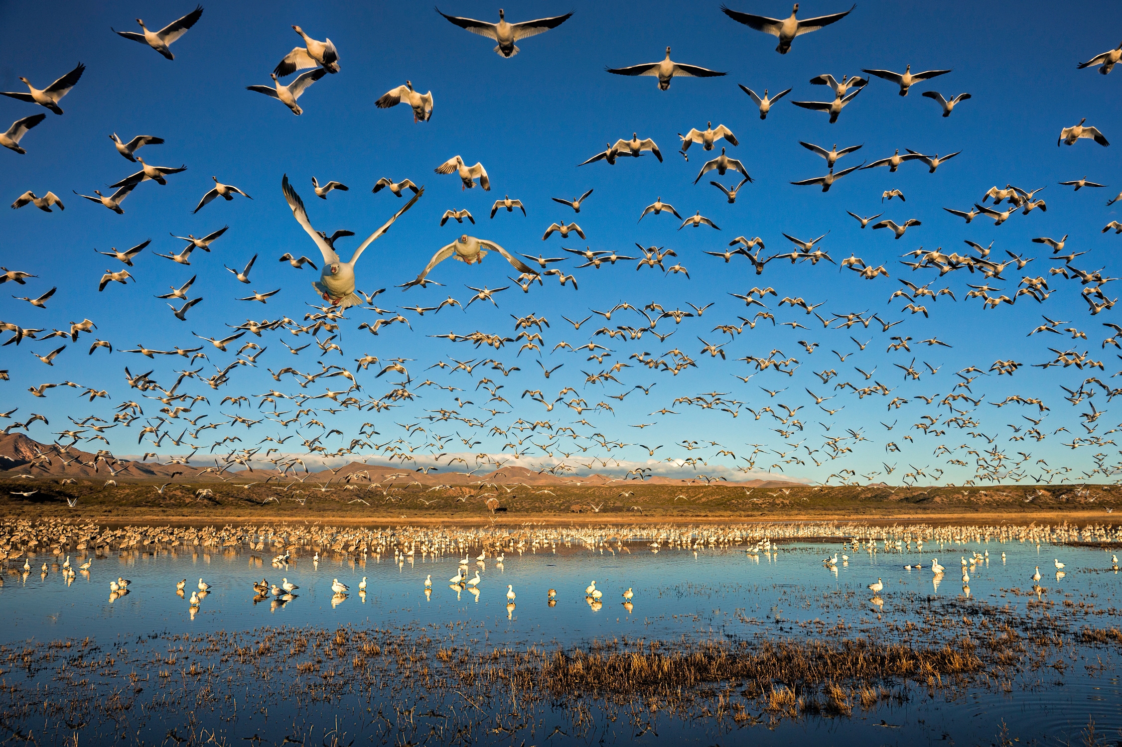 PAPERMOON Fototapete "Photo-Art JOHN FAN, LEGION VON FLÜGELN", B/L: 3,5mm x 2,6mm, Bahnen: 7 Stk. St., bunt, Schlafzimmer, Tapeten