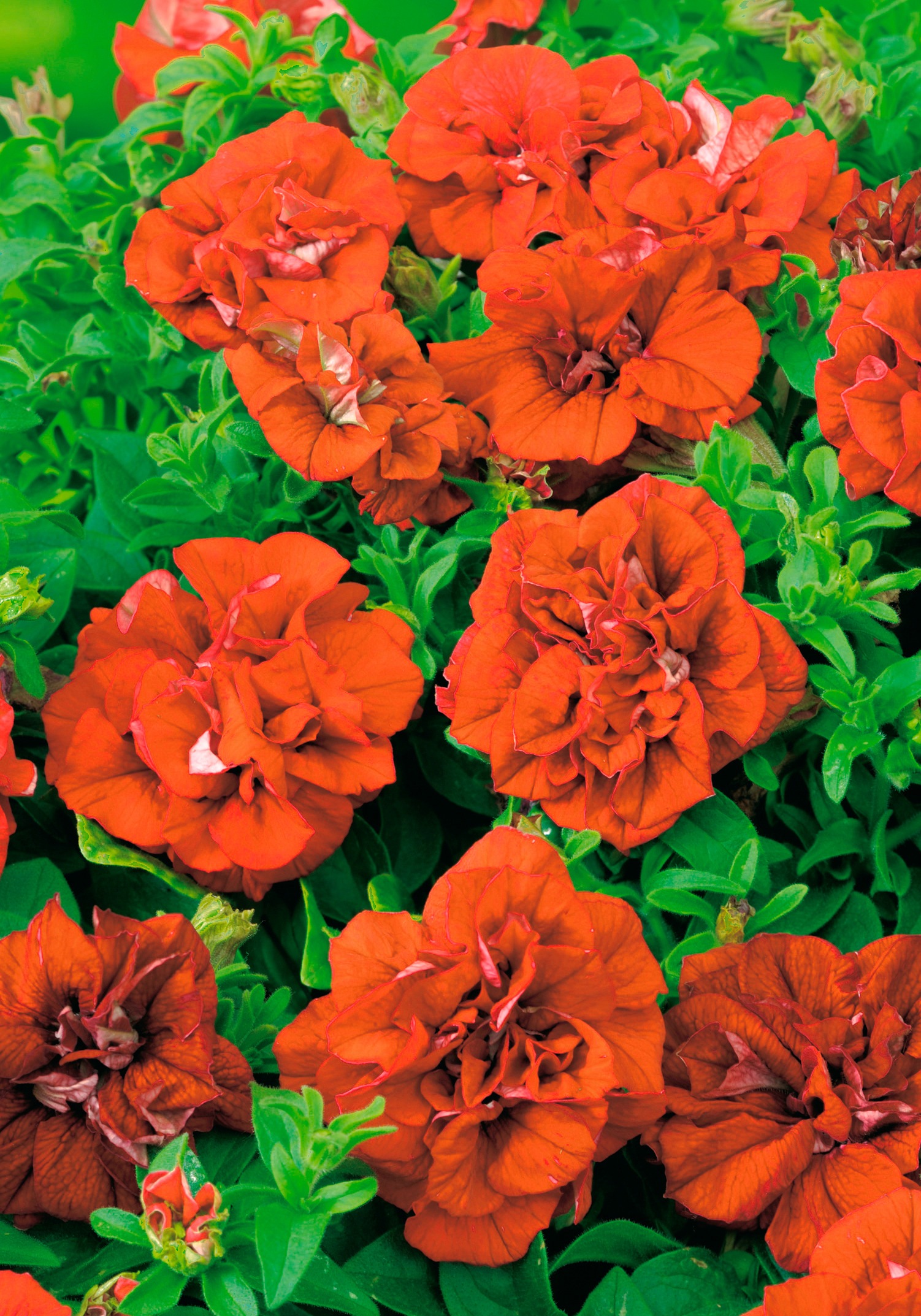 BCM Staude »Petunie, gefüllt orange«, (4 St.), Petunia orange kaufen