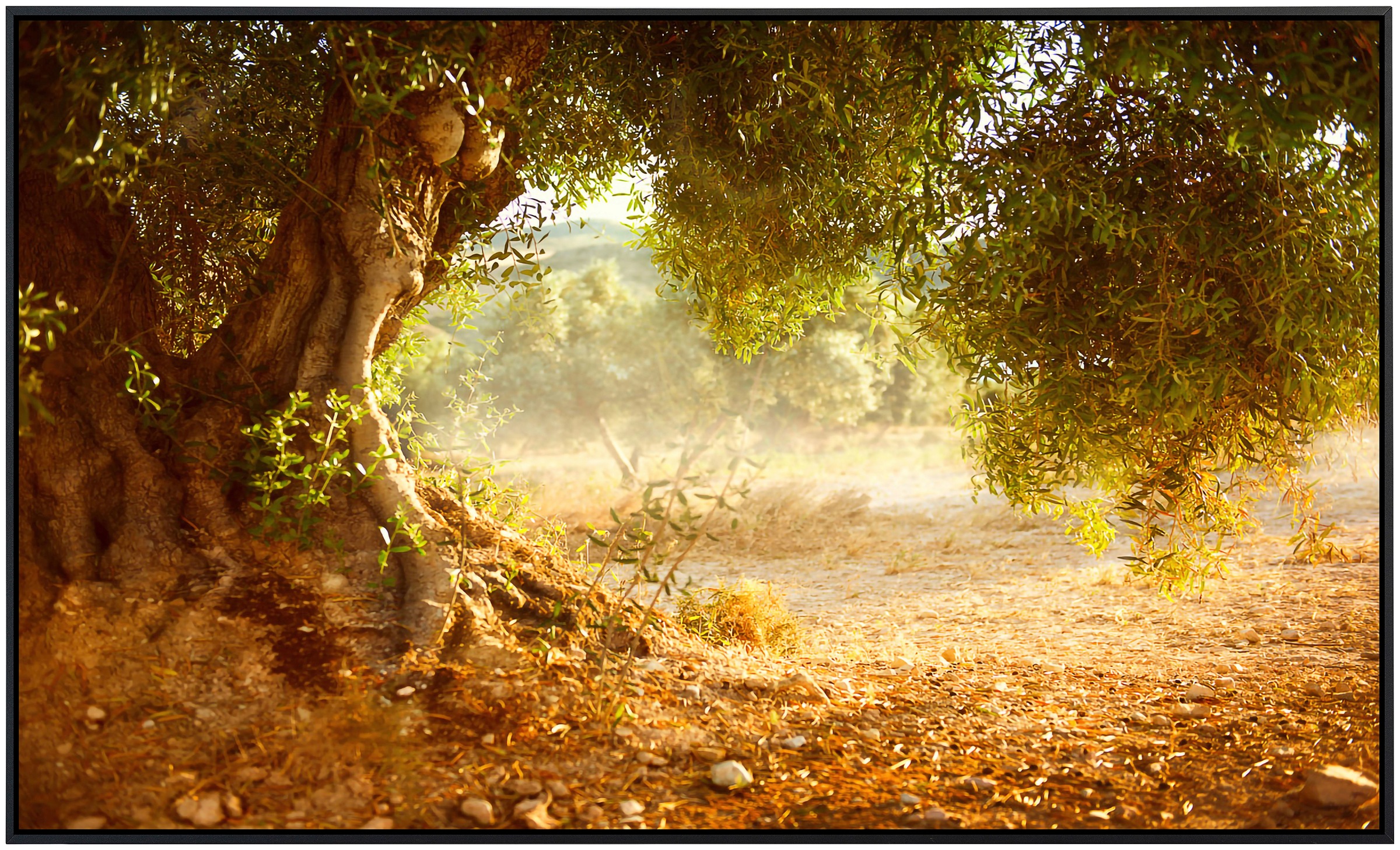 Papermoon Infrarotheizung »Alter Olivenbaum«, sehr angenehme Strahlungswärme