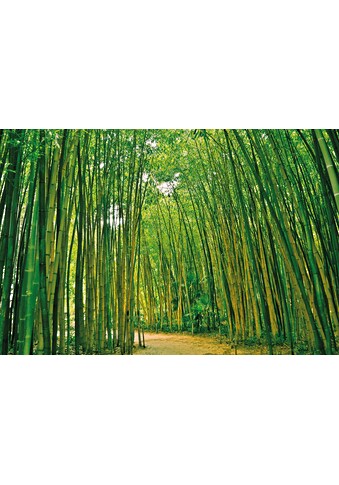 Papermoon Fototapetas »Bamboo Forest«
