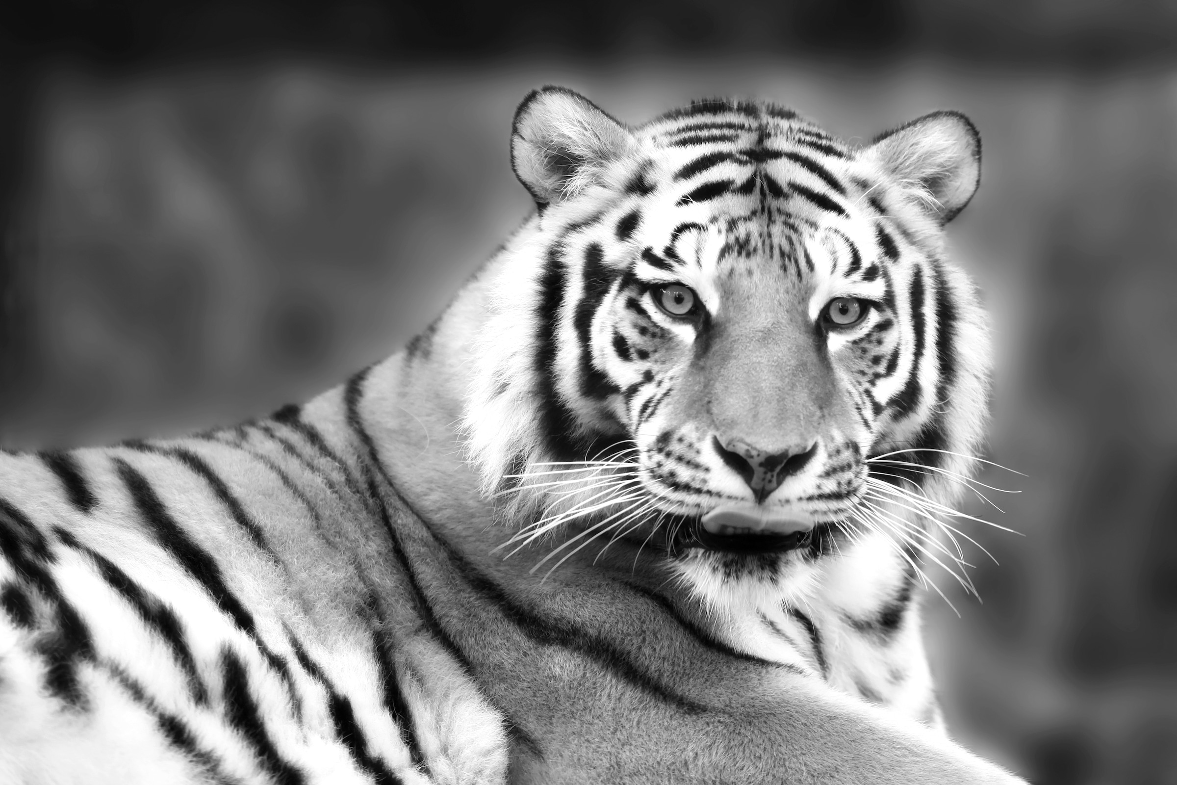 Papermoon Fototapete »Tiger Schwarz & Weiß«