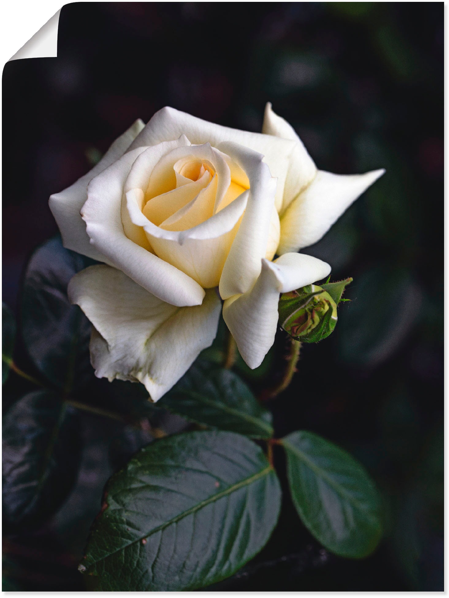 Artland Wandbild »Weiß-gelbe Leinwandbild, (1 Alubild, in Wandaufkleber BAUR St.), | versch. als Poster Rose«, Größen oder Blumen, bestellen