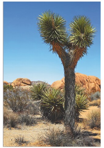 Artland Paveikslas »Joshua Tree in der Mojave ...