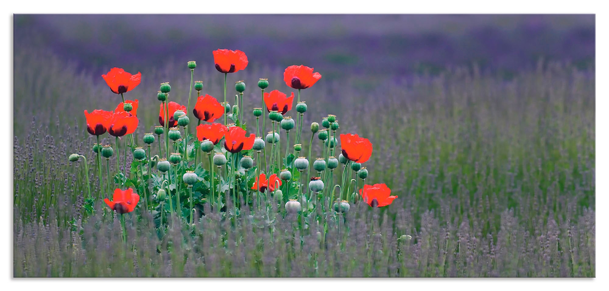 Artland Küchenrückwand "Lavendelfarm in Sequim - Mohnblumen", (1 tlg.), Alu günstig online kaufen