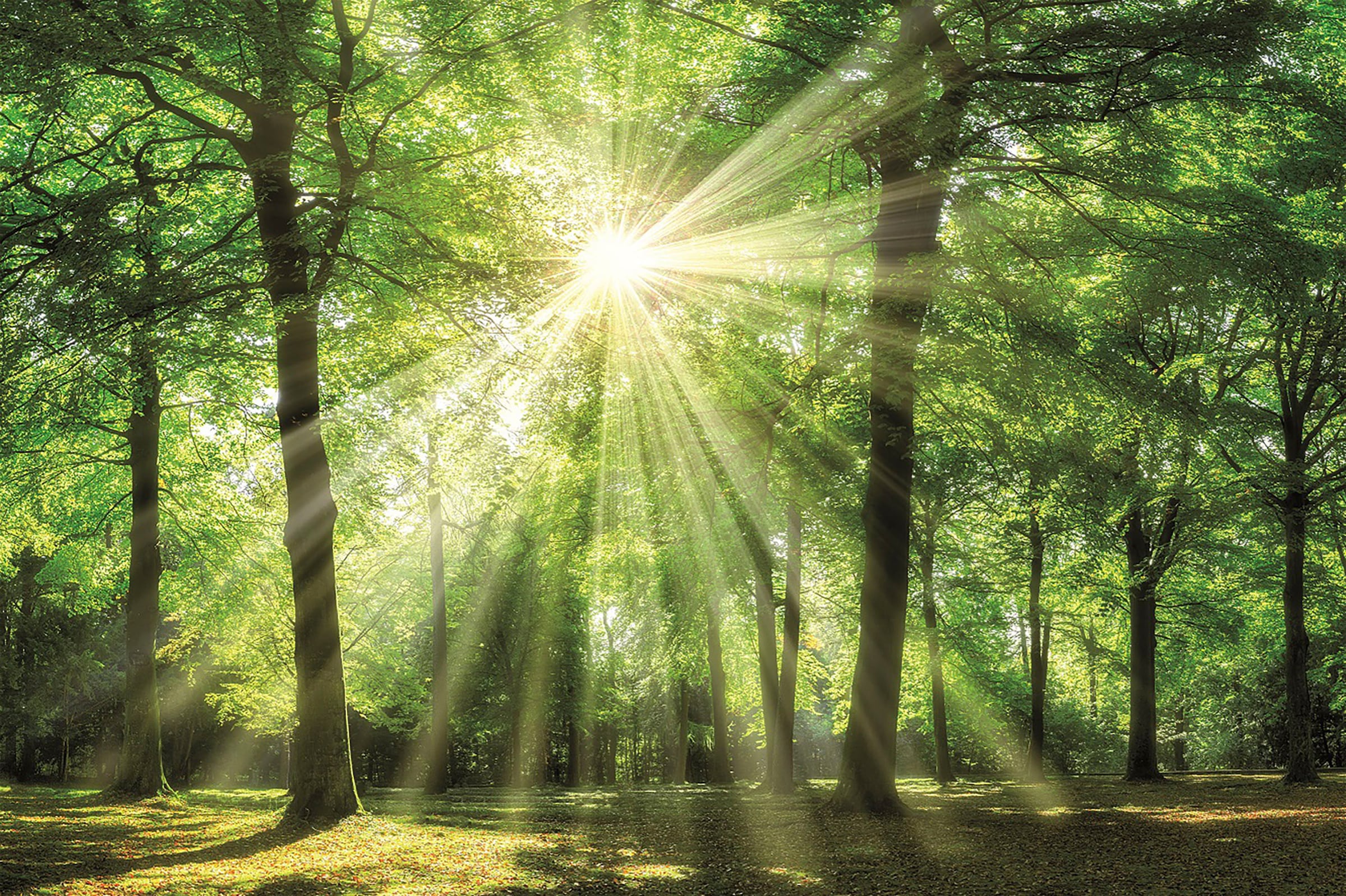 Bönninghoff Leinwandbild Wald 1 Stk. tlg. BxH: 90x60 cm günstig online kaufen