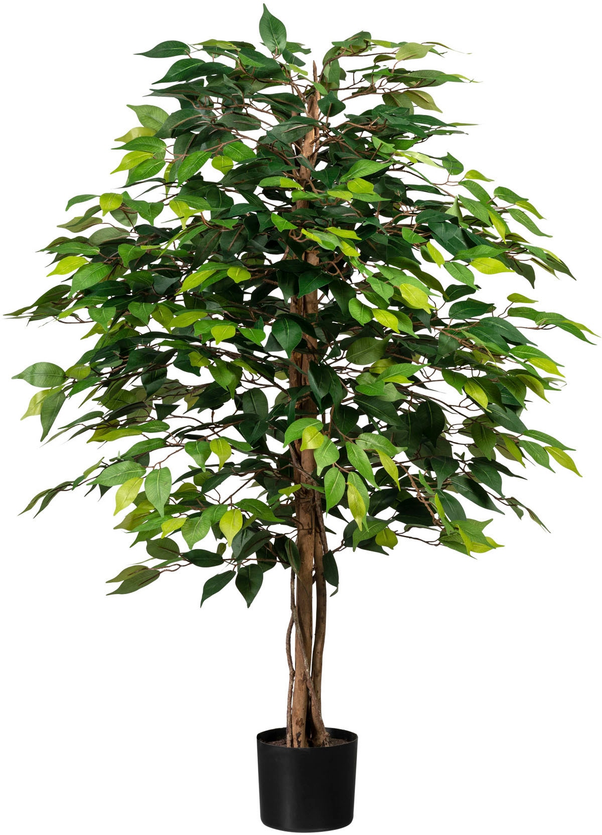 | Creativ Benjamini« »Ficus BAUR green bestellen Kunstpflanze