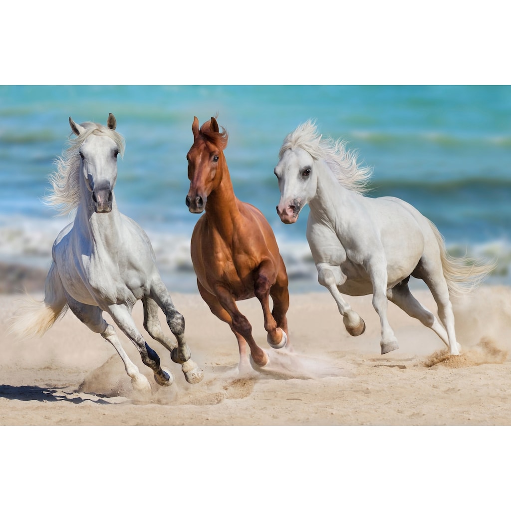 Papermoon Fototapete »Horse Herd Run Gallop«