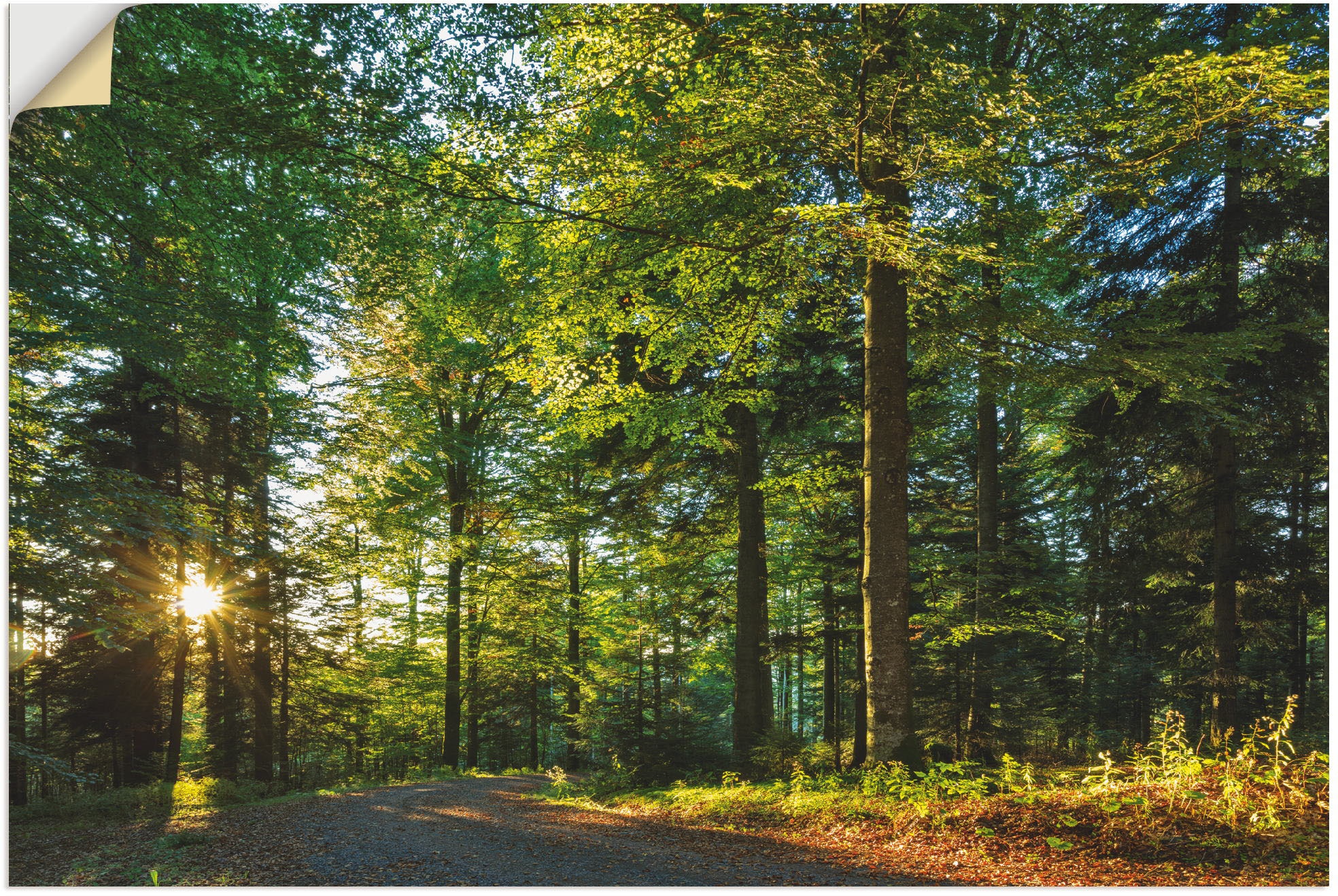 Artland Wandbild »Waldweg im Romantischen Schwarzwald«, Waldbilder, (1 St.), als Alubild, Outdoorbild, Leinwandbild, Wandaufkleber, versch. Größen