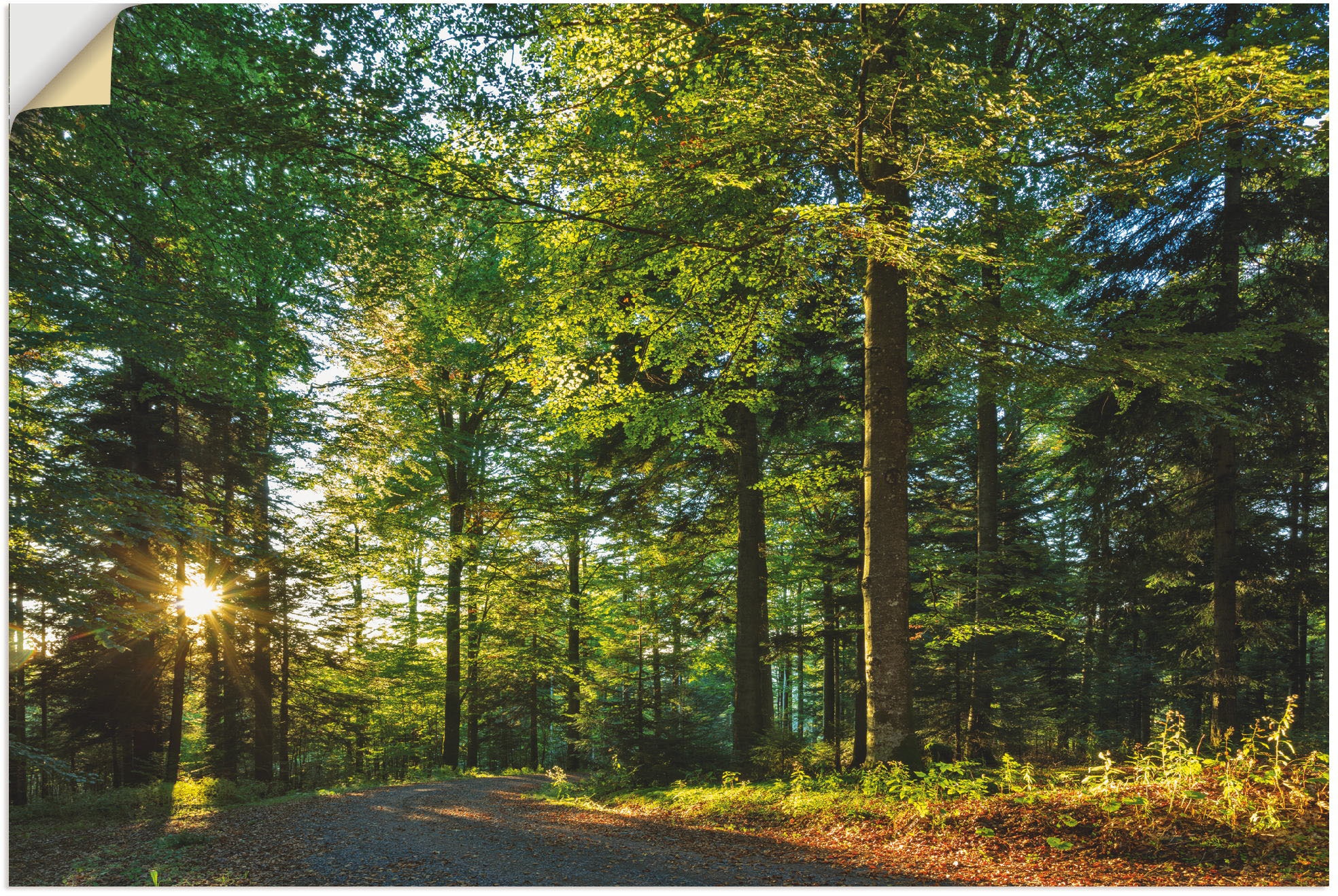 Artland Wandbild "Waldweg im Romantischen Schwarzwald", Waldbilder, (1 St.) günstig online kaufen