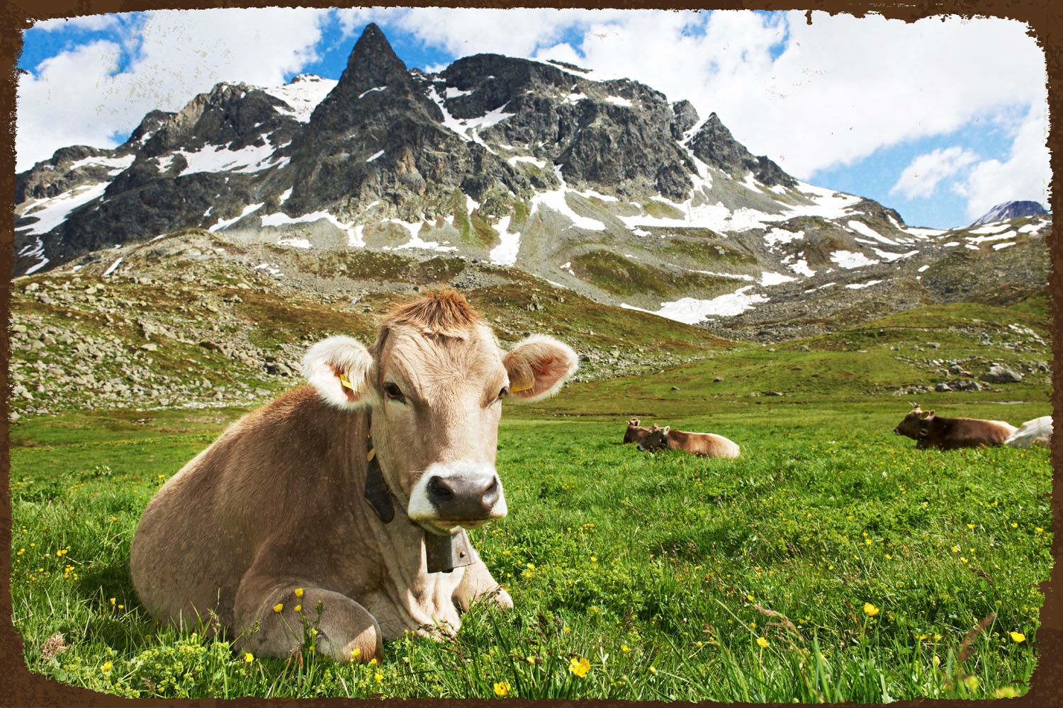 queence Metallbild »Kuhwiese«, Kuh-Kuhbilder-Tiere-Berge & Alpenbilder, (1 St.), Stahlschild, Blechschild, Kuh, Berge