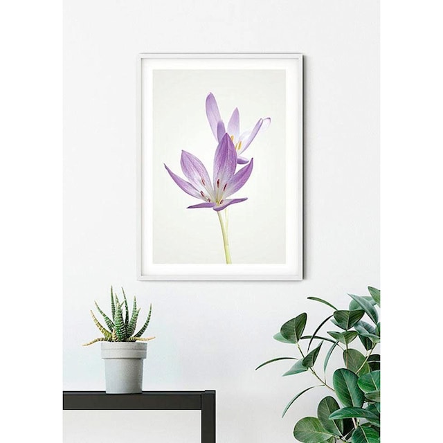 Komar Poster »Autumn Crocus«, Blumen, (1 St.), Kinderzimmer, Schlafzimmer,  Wohnzimmer | BAUR