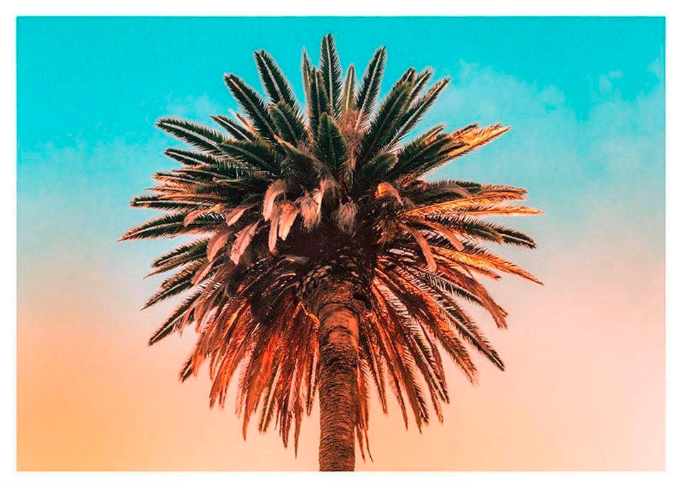 Komar Poster »Palm Tree« Pflanzen-Blätter (1...