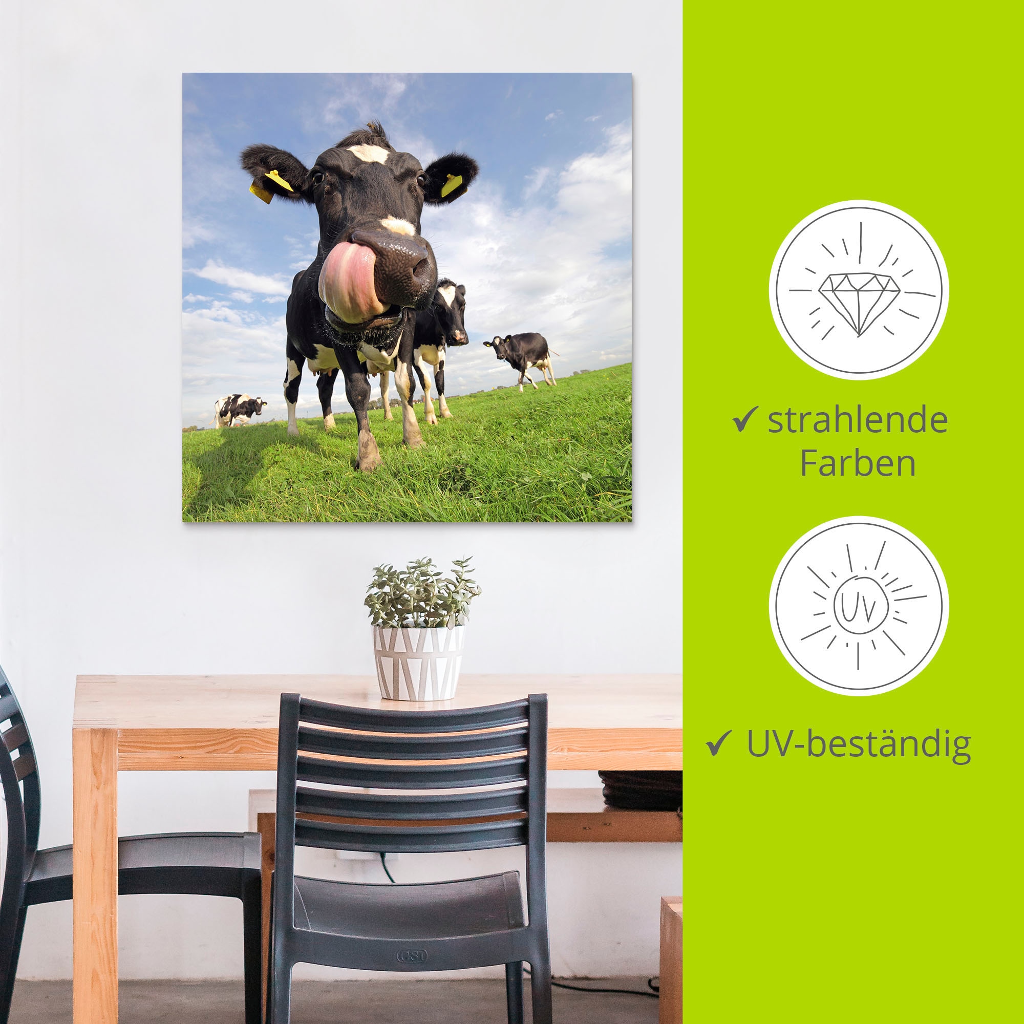 Artland Wandbild »Holstein-Kuh mit gewaltiger Zunge«, Haustiere, (1 St.), als Alubild, Outdoorbild, Leinwandbild, Poster, Wandaufkleber