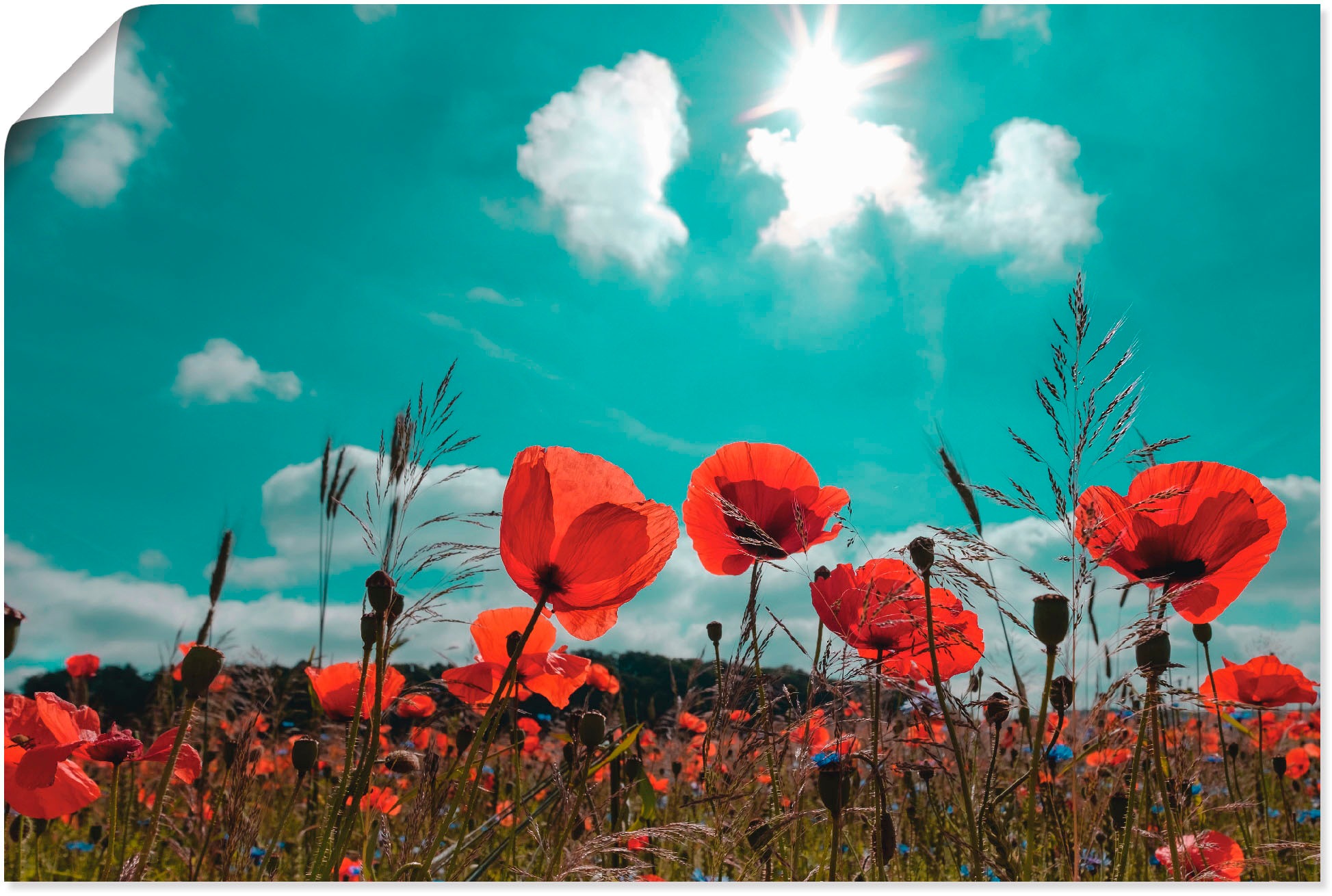 Artland Poster "Mohnblumenfeld im Frühling", Blumen, (1 St.), als Alubild, günstig online kaufen