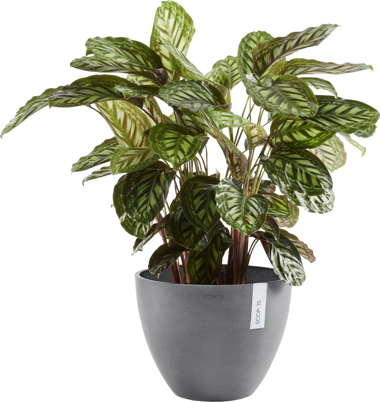 Ecopots Pflanztopf Antwerp Grau 50 cm günstig online kaufen