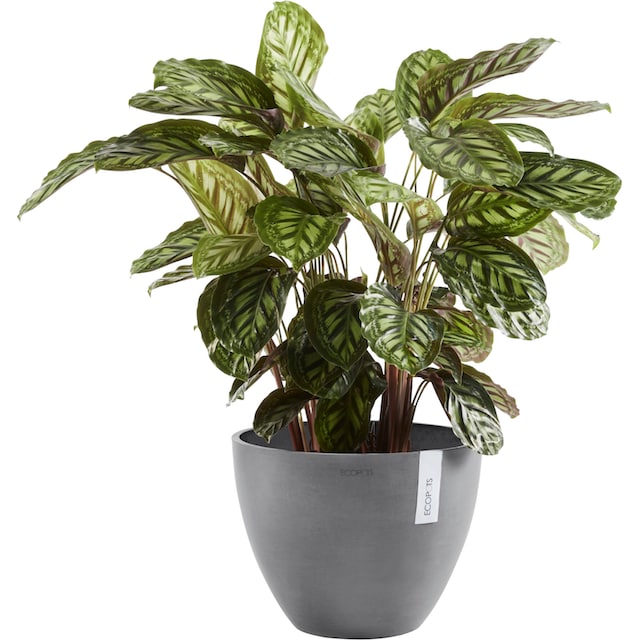 ECOPOTS Blumentopf »ANTWERP Grey«, BxTxH: 50x50x37,5 cm bestellen | BAUR