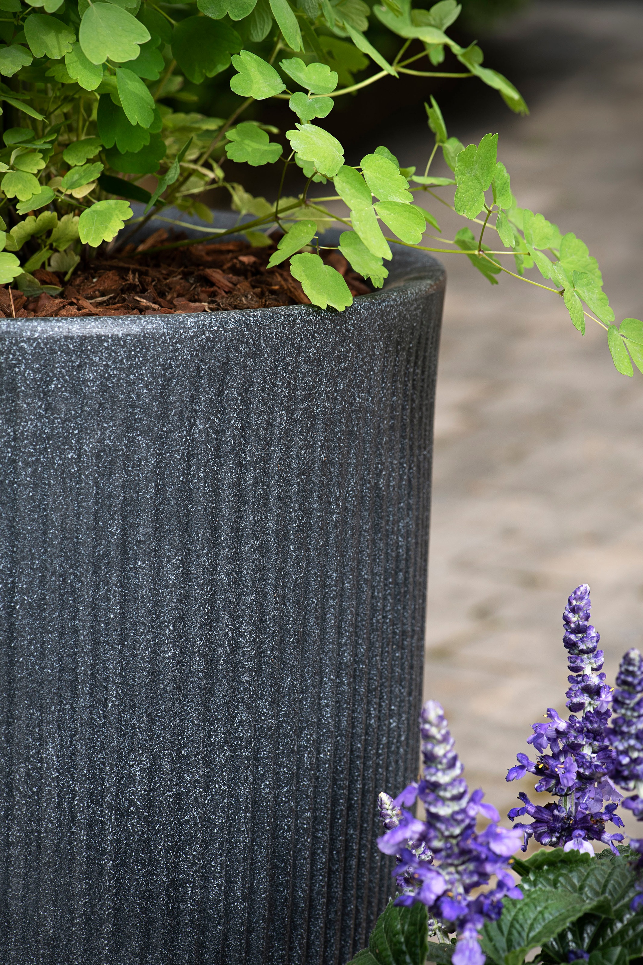 Scheurich Blumentopf »54/260 linetto high«