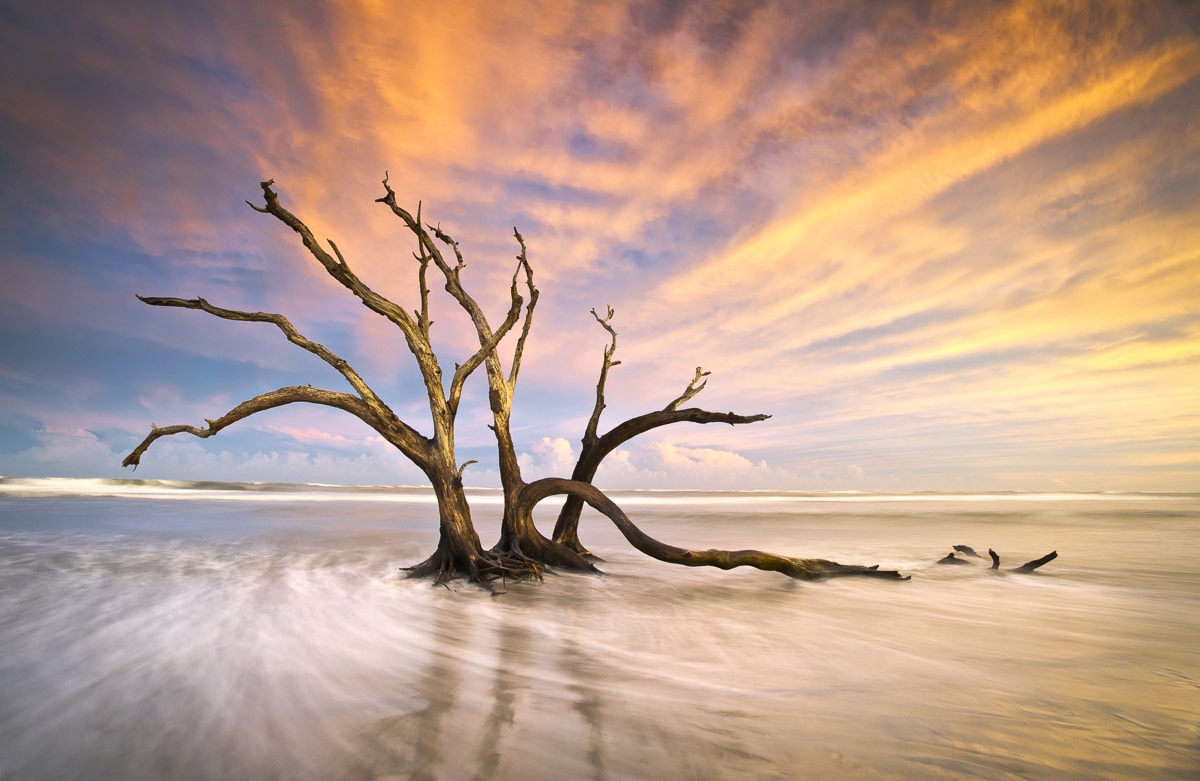 Papermoon Fototapetas »Torheit Strand toter Baum...