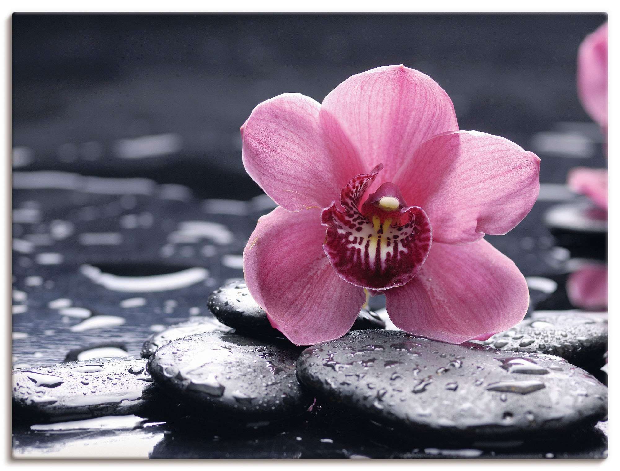 St.), Wandaufkleber Kiesel Artland | Orchidee«, Größen oder BAUR Wandbild einer Leinwandbild, mit »Stillleben als Poster und kaufen Blumen, in versch. Alubild, (1