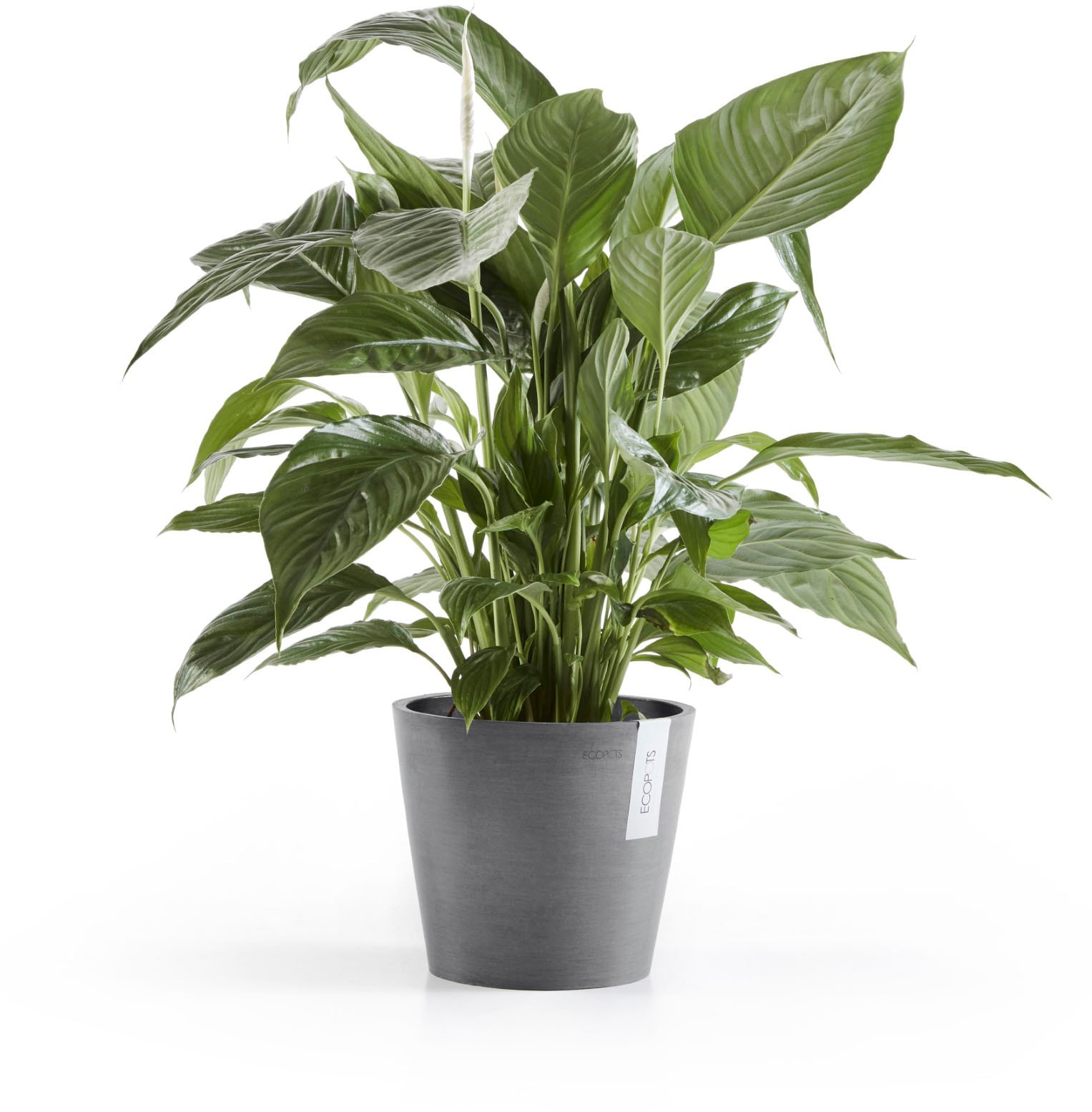 ECOPOTS Blumentopf »Amsterdam« ØxH: 20x17,5 cm