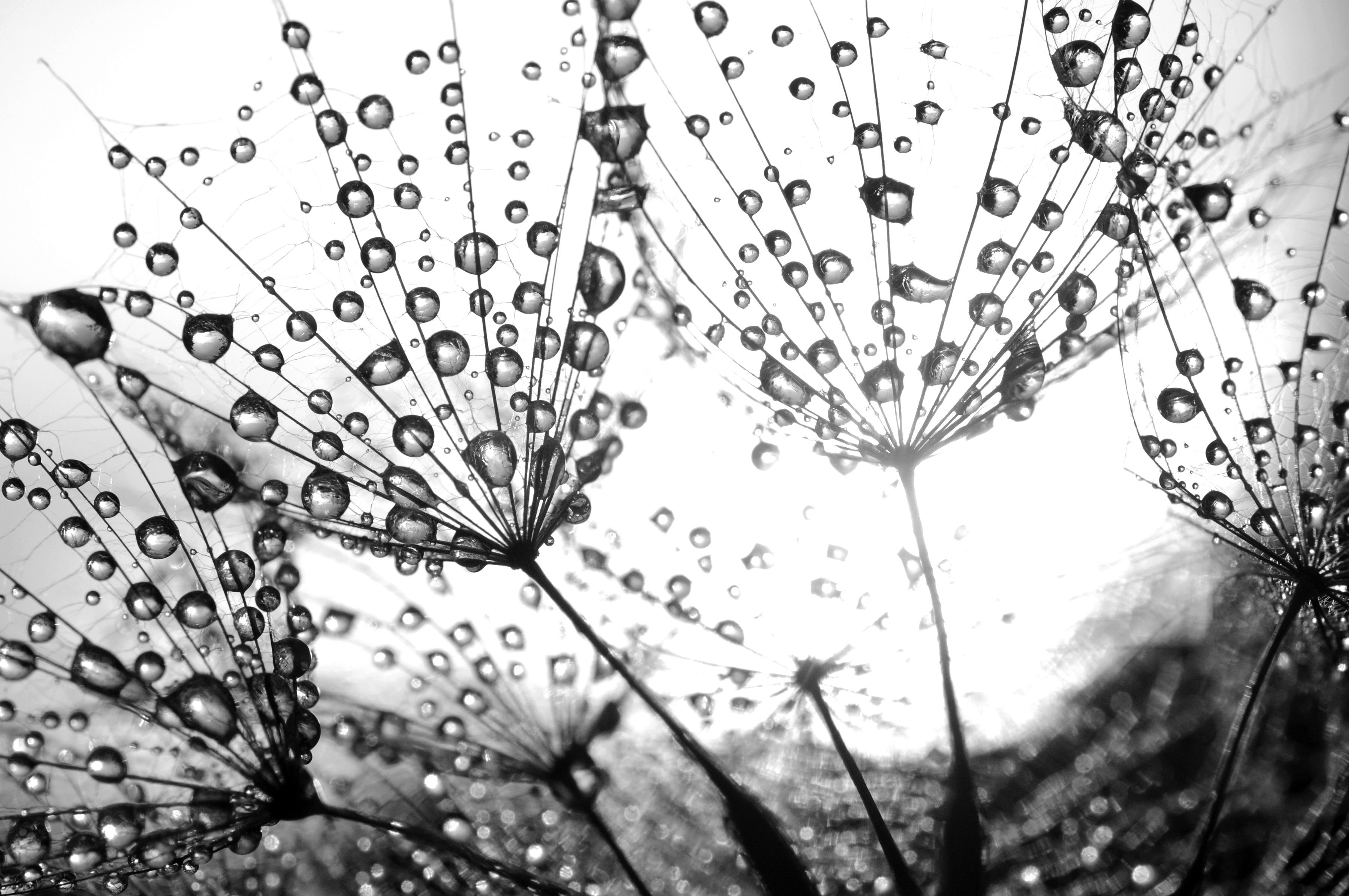 Papermoon Fototapete "Pflanzen Schwarz & Weiß"