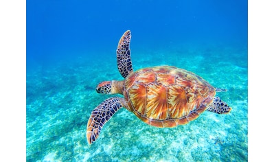 Fototapete »Big Green Sea Turtle«