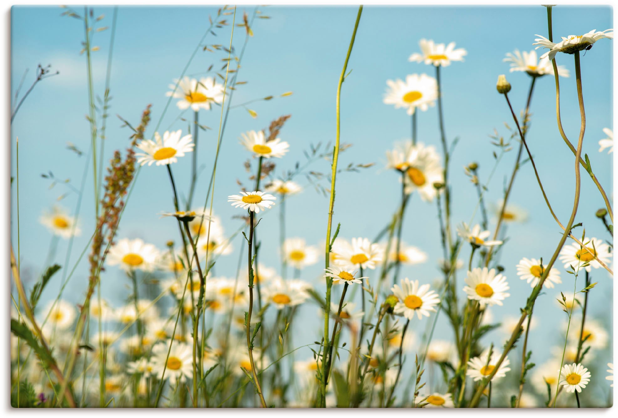 Artland Wandbild "Margeriten vor Sommer Himmel", Blumenbilder, (1 St.), als Leinwandbild, Wandaufkleber in verschied. Gr