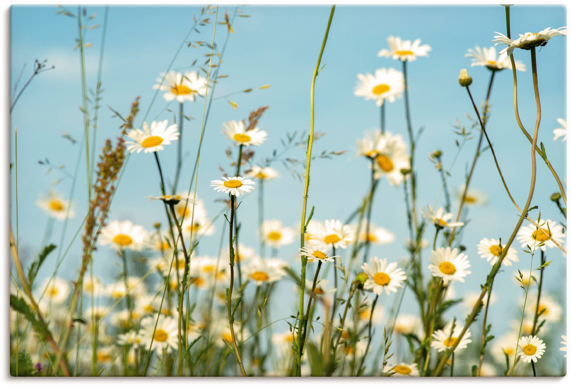 Artland Wandbild "Margeriten vor Sommer Himmel" Blumenbilder 1 Stk. tlg. al günstig online kaufen
