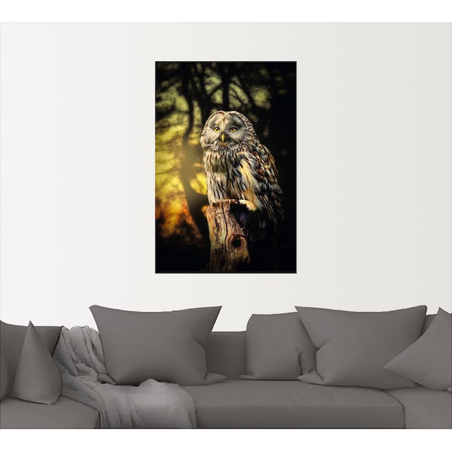 Artland Wandbild »Eule«, Vögel, (1 St.), als Alubild, Leinwandbild,  Wandaufkleber oder Poster in versch. Größen bestellen | BAUR
