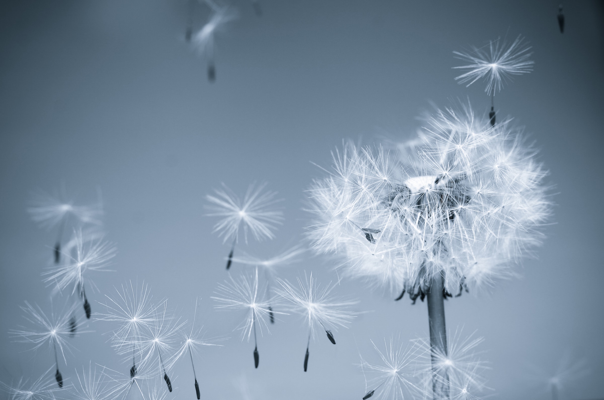 Papermoon Fototapete »Dandelion in the Wind« glatt