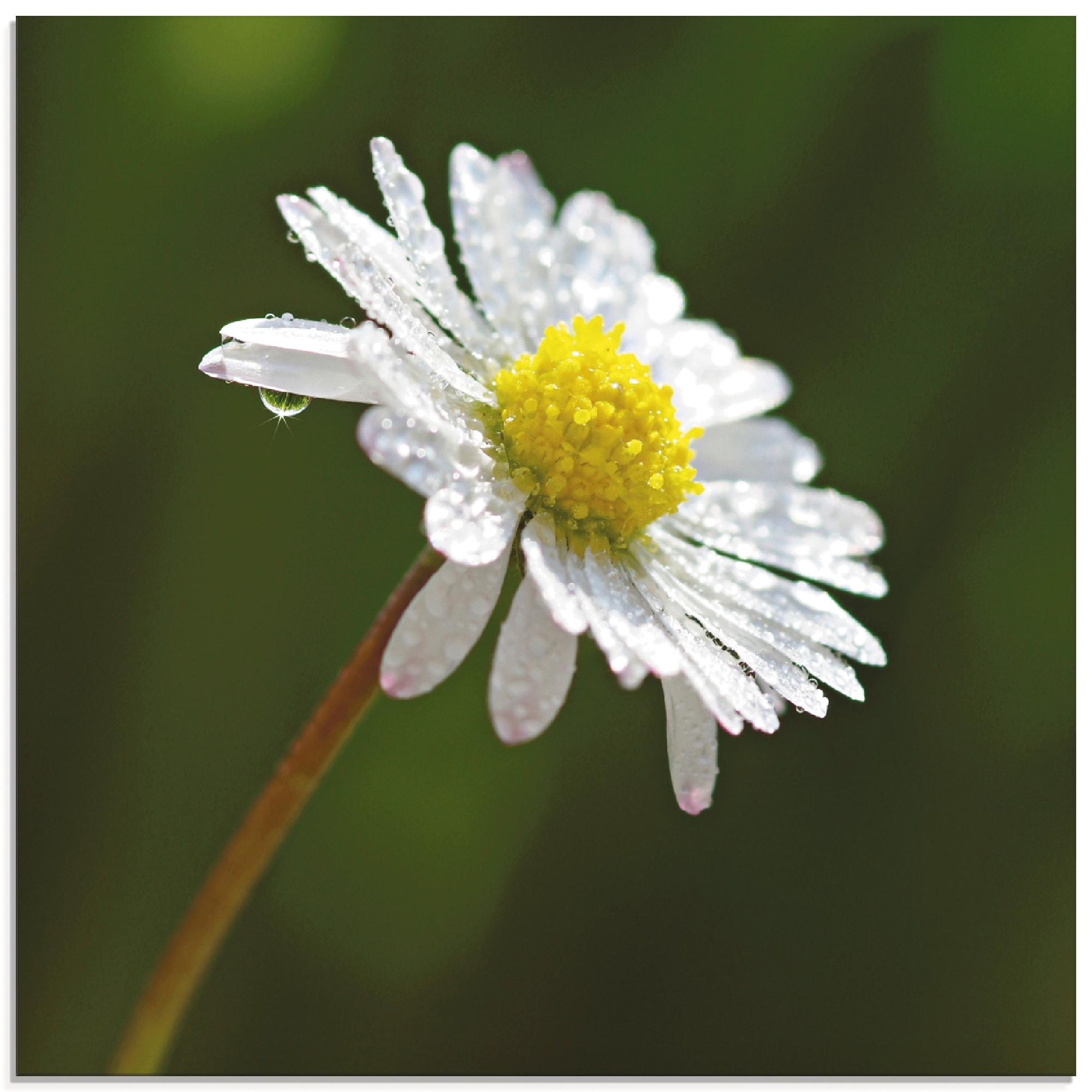 Artland Glasbild "Gänseblümchen" Blumen 1 Stk. tlg. in verschiedenen Größen