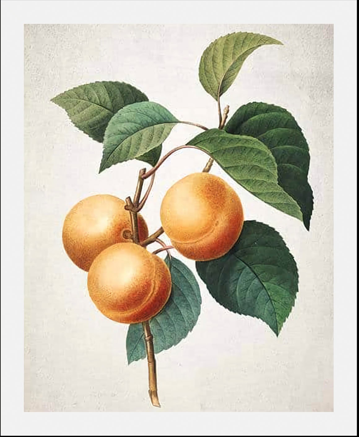 queence Bild »Fidel«, Obst-Obst Bilder-Essen-Lebensmittel-Kunst-Italien, (1 St.), gerahmt