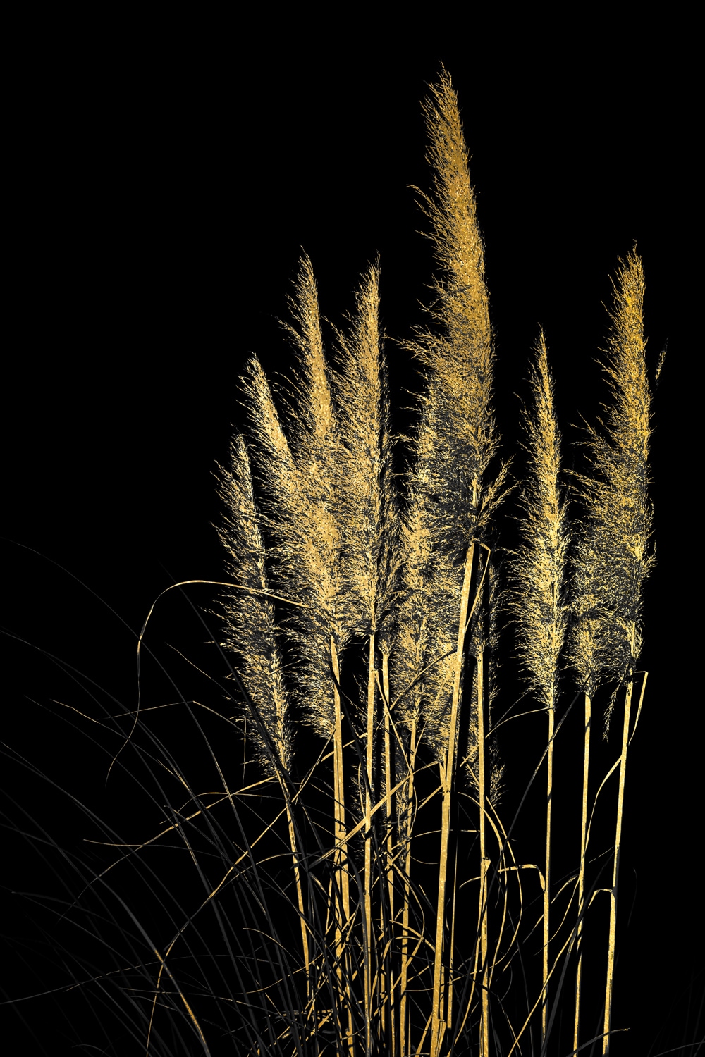 Acrylglasbild »Pampas Gras - Acrylbilder mit Blattgold veredelt«, (1 St.),...