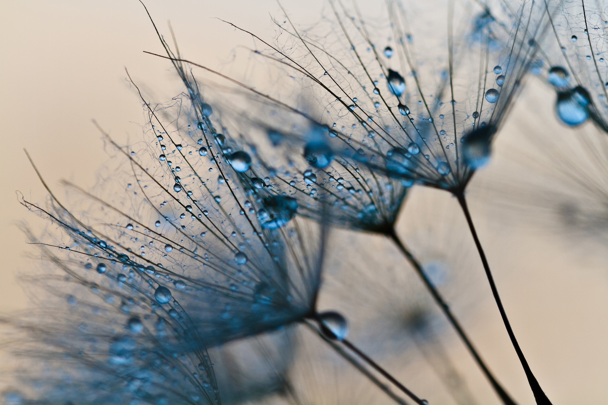 Papermoon Fototapete "Abstract Dandelions" glatt günstig online kaufen