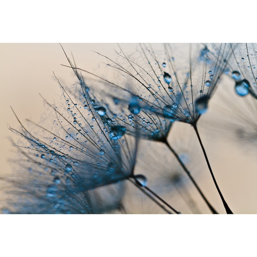 Papermoon Fototapete »Abstract Dandelions«