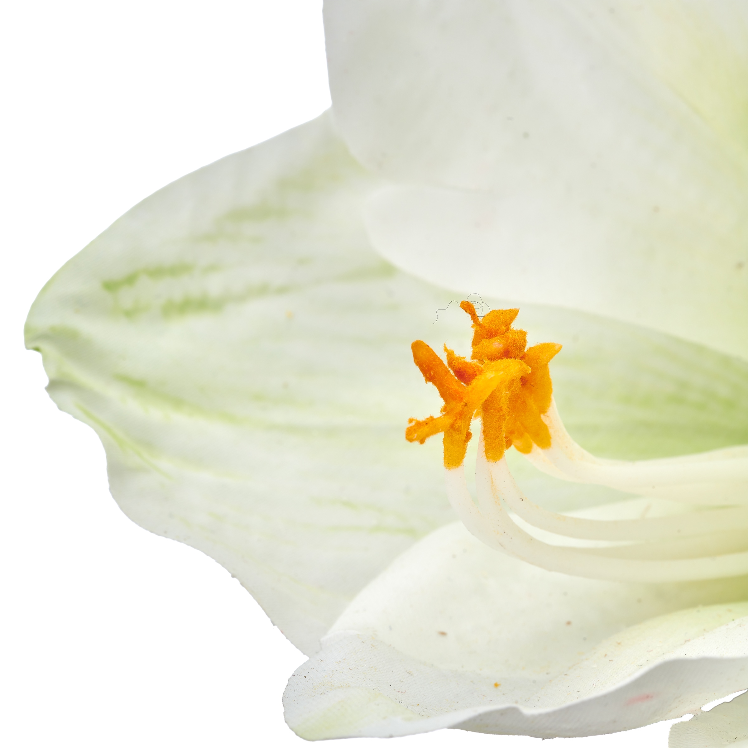 OTTO home Winterliche Kunstpflanze »Amaryllis« mit naturgetreuen Blüten