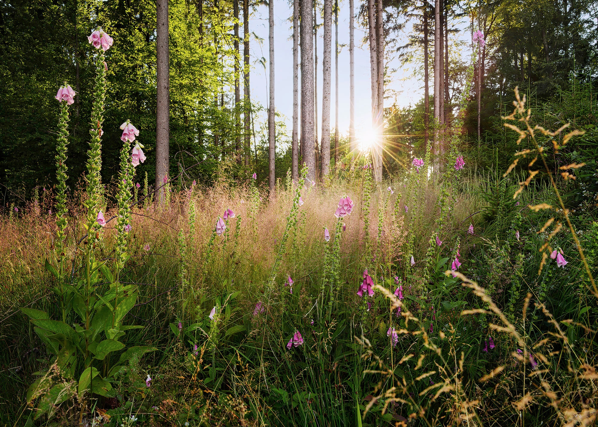 Komar Vliestapete vasarinė Glade« 350x250 cm...