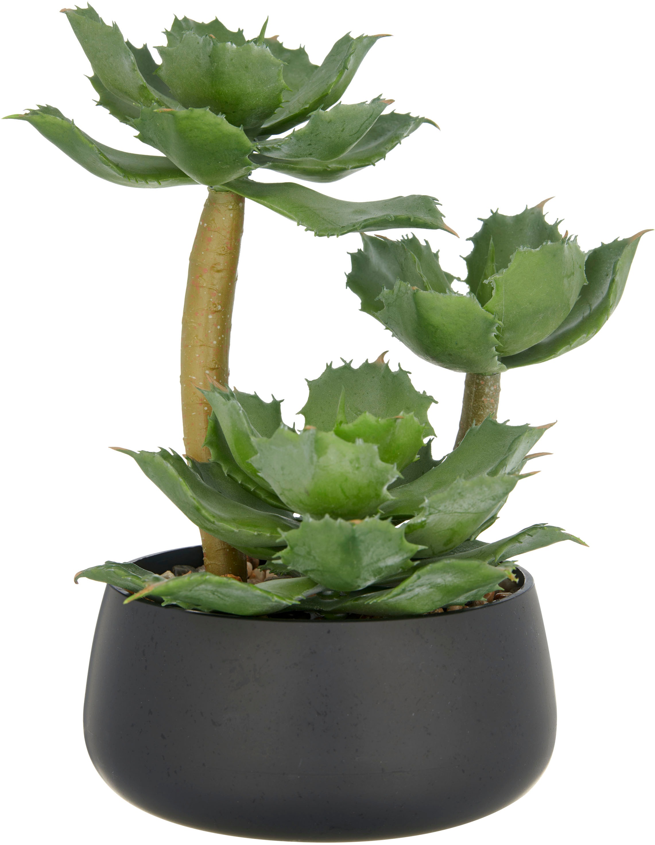 Creativ green Kunstpflanze "Echeveria", mit dekorativem Kies günstig online kaufen