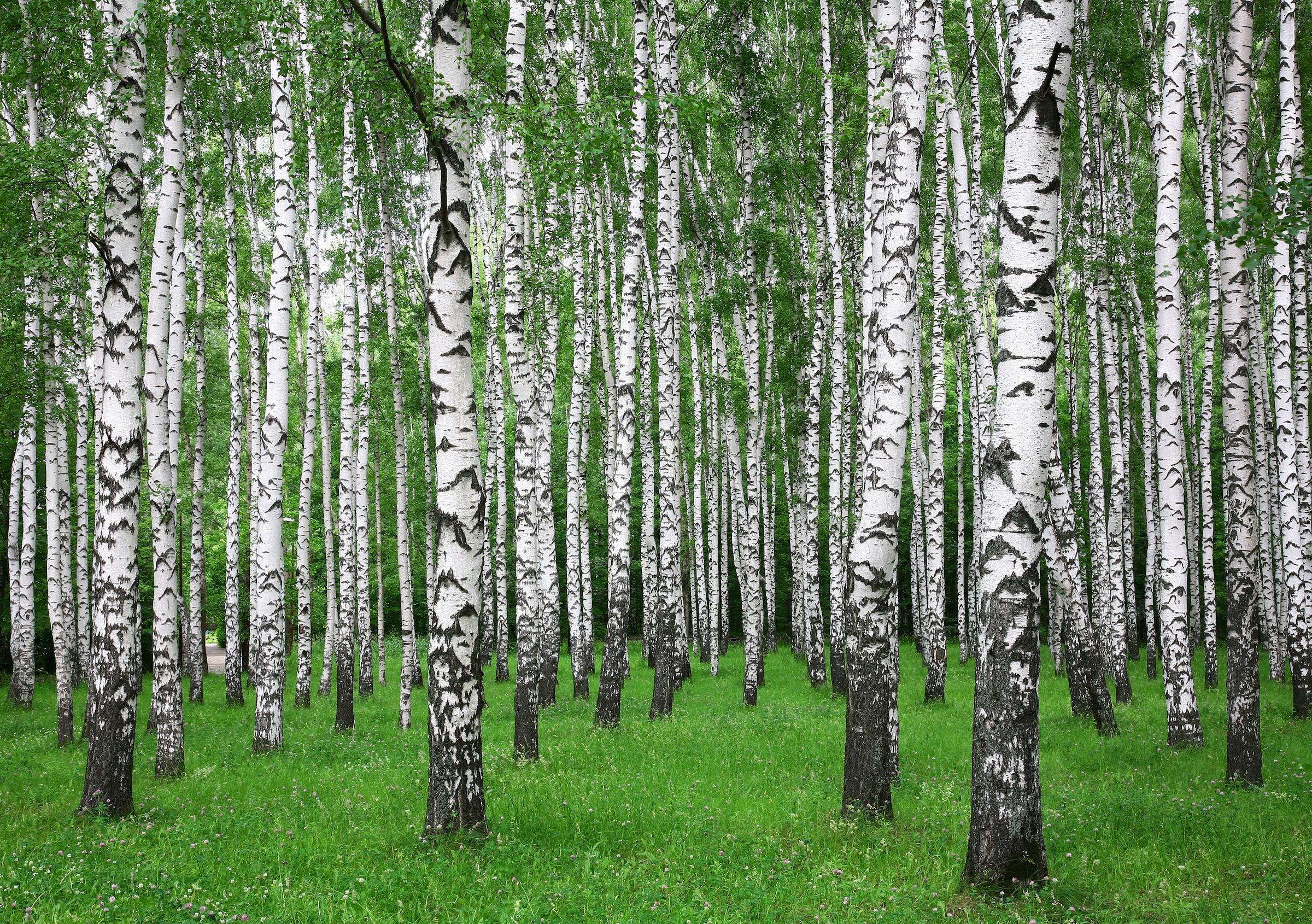 Papermoon Fototapete "Summer Birch Forest" glatt günstig online kaufen