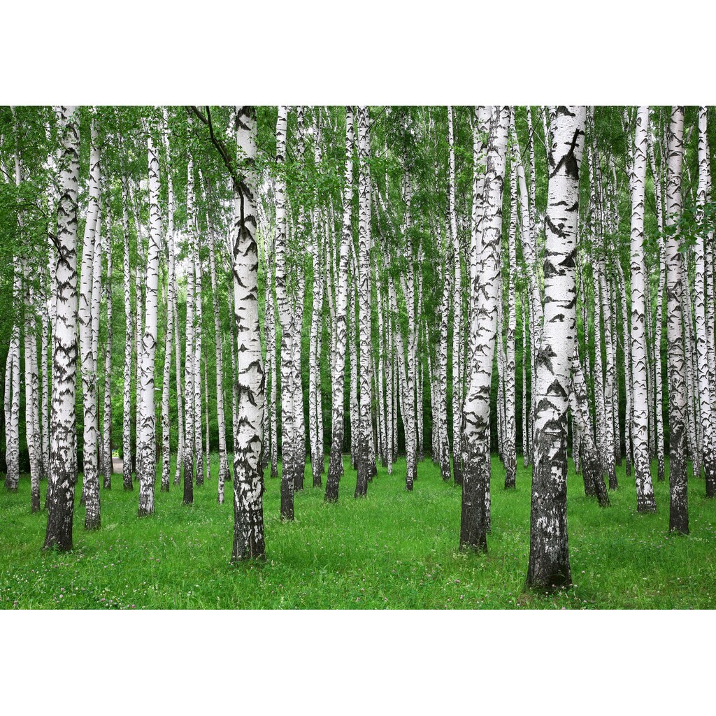 Papermoon Fototapete »Summer Birch Forest«