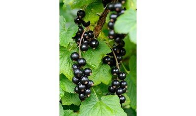 BCM Obstpflanze »Säulenobst Johannisbeere 'Ben Alder' schwarz«, (1 St.), Höhe: 50 cm,... kaufen