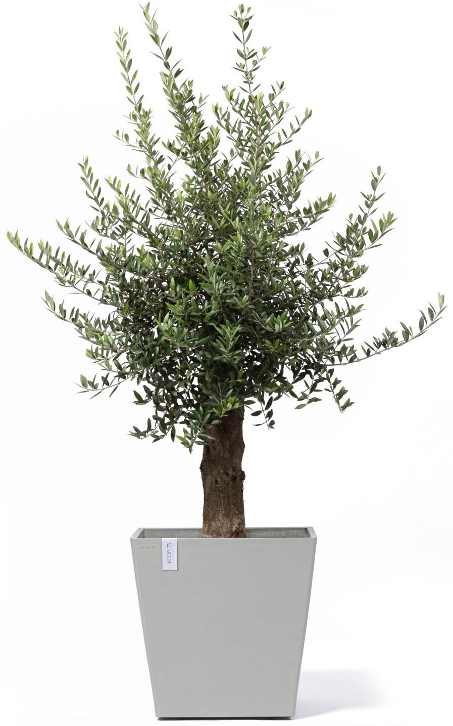 ECOPOTS Blumentopf »Rotterdam mit Rollen 50 Weißgrau« für innen und außen: frostsicher, bruchsicher und lichtbeständig